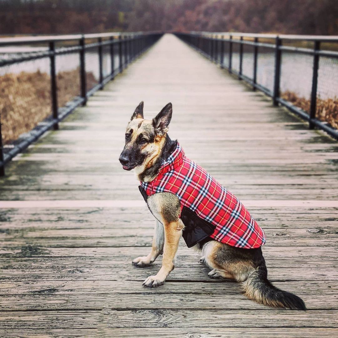 Plaid Reversible Dog Jacket for Winter